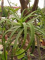 Aloe Arborescens (fam Asphodelacees) (Afrique du sud) (02) (Photo F. Mrugala)